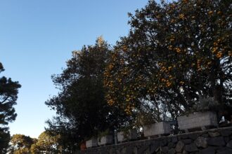 Temsili görsel: dallarında portakal olan narenciye bahçesi