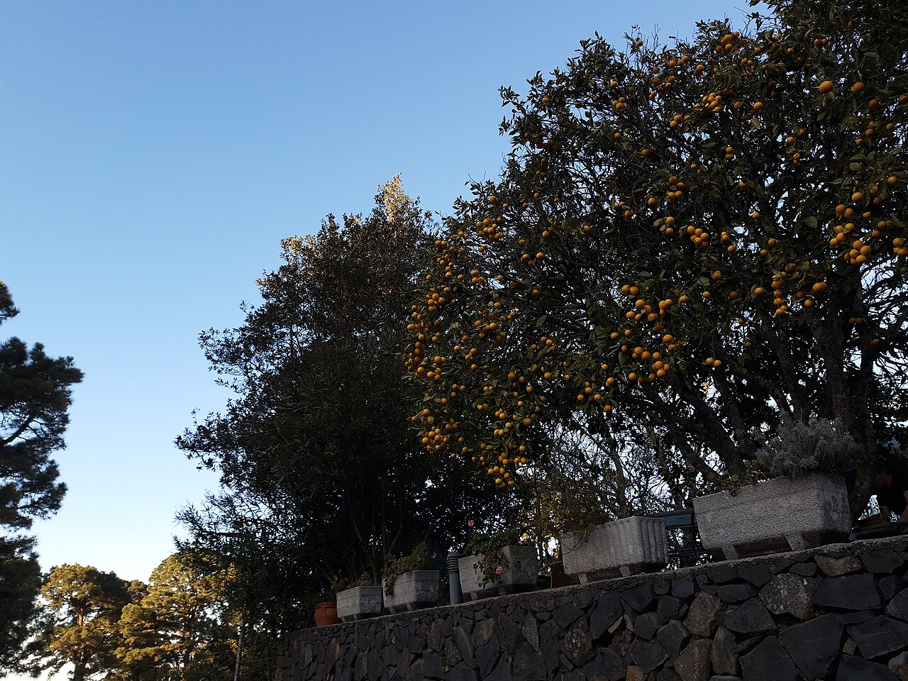 Temsili görsel: dallarında portakal olan narenciye bahçesi